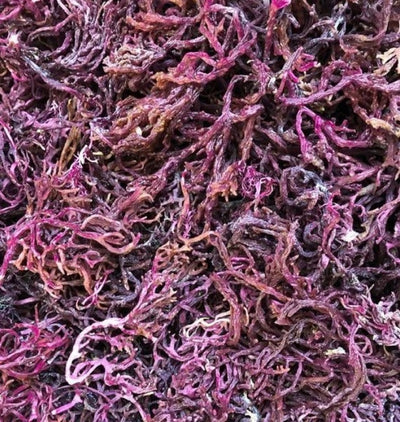 Irish Sea Moss Dry - 2 month supply